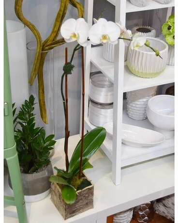 Single Phalaenopsis Orchid Flower Arrangement