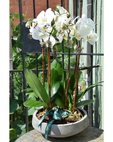 Premium Orchid Sensation Flower Arrangement