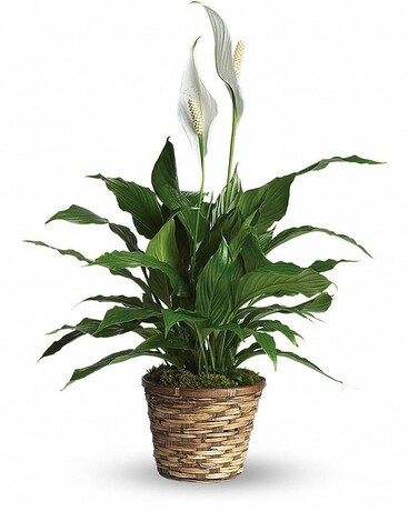 Simply Elegant Spathiphyllum Flower Arrangement