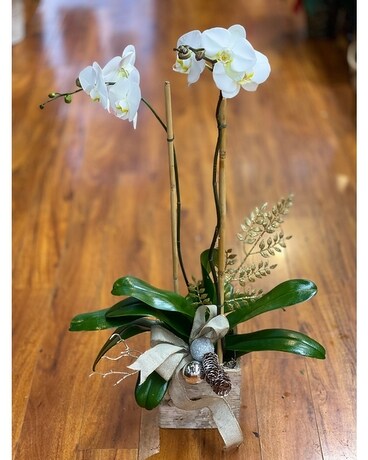 Holiday Phalaenopsis Orchid Plant Plant