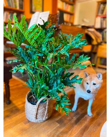 Philodendron Xanadu Plant