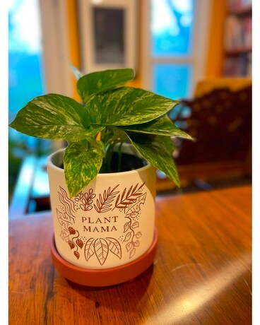 Plant Mama Plant