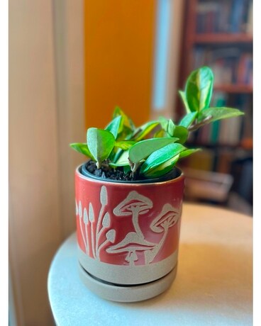 Peperomia Plant Plant