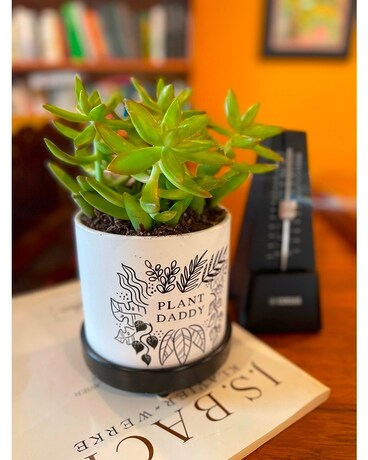 Plant Daddy Plant