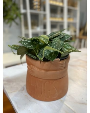 Hugs Plant