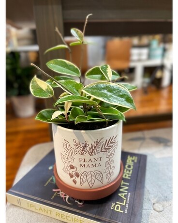 Plant Mama Plant