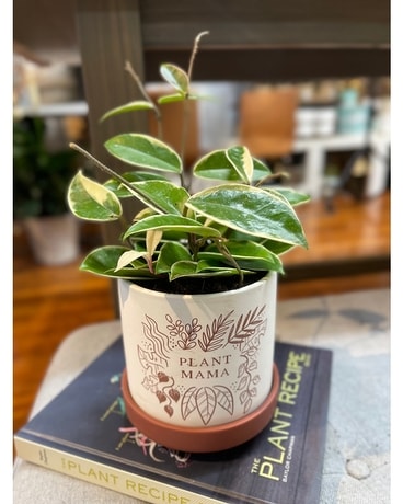 Plant Mama Plant