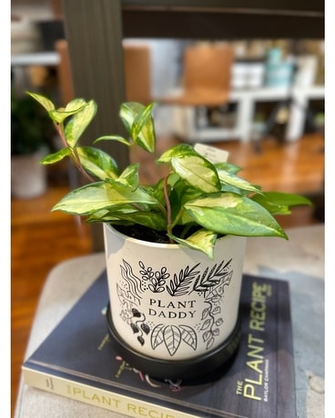 Plant Daddy Plant