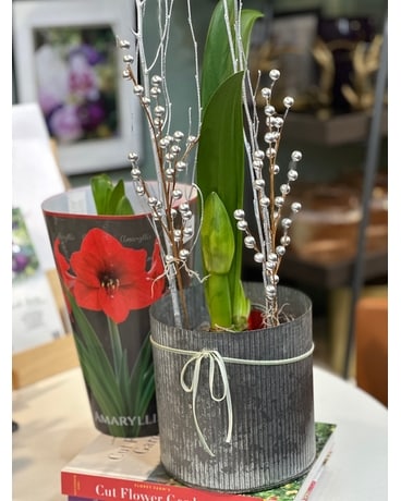 Red Amaryllis Planter Plant