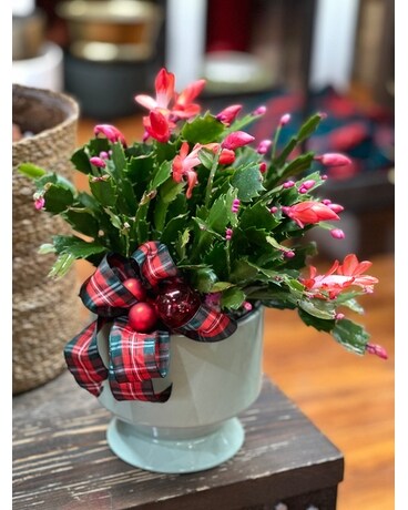Christmas Cactus Plant