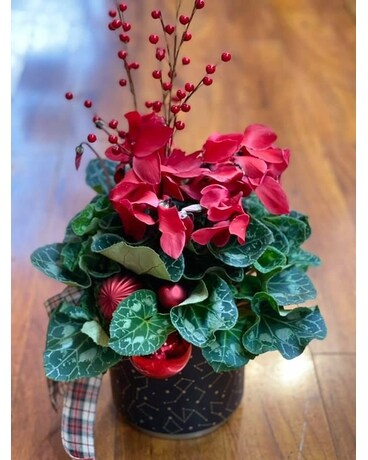 Christmas Cyclamen Red Plant