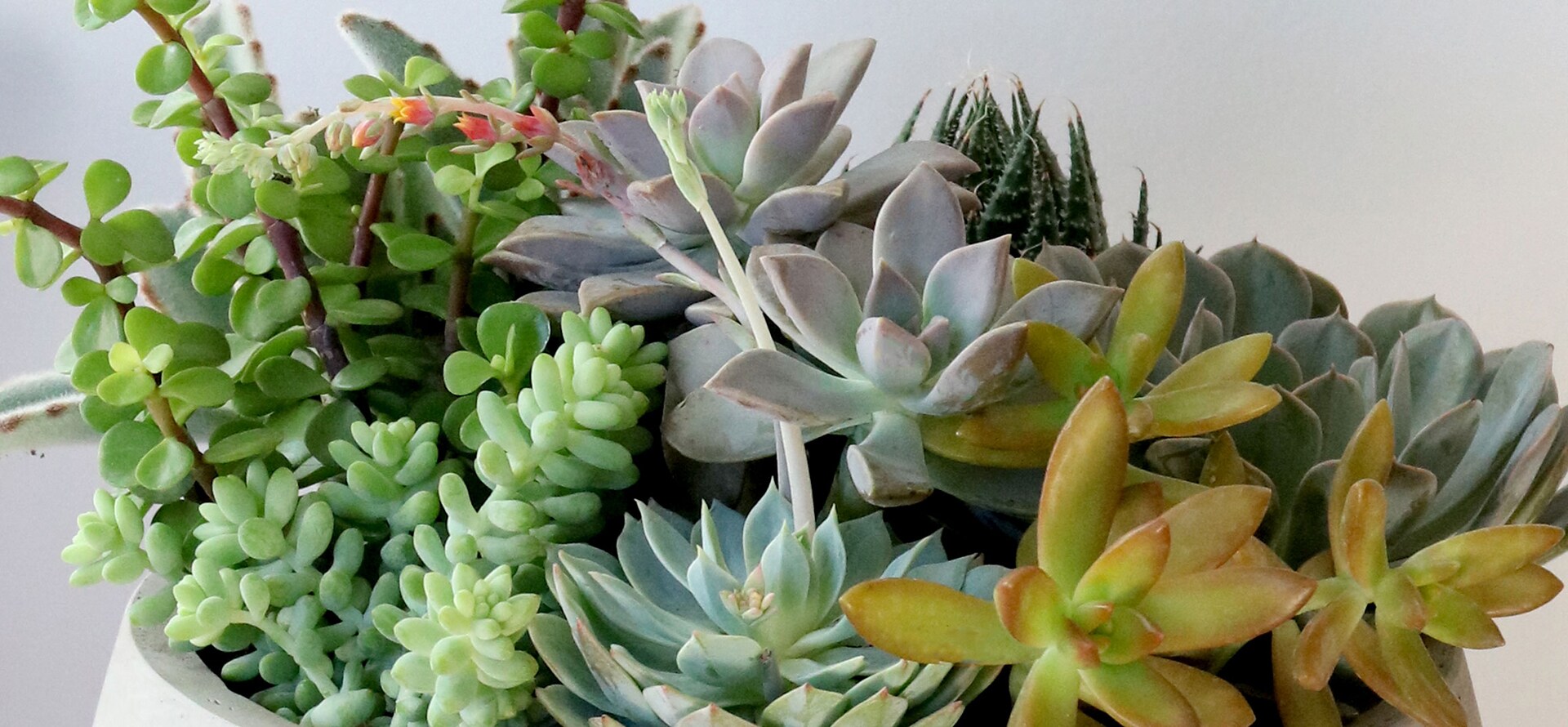 Boston & New York Florist Same Day Flower Delivery Winston Flowers