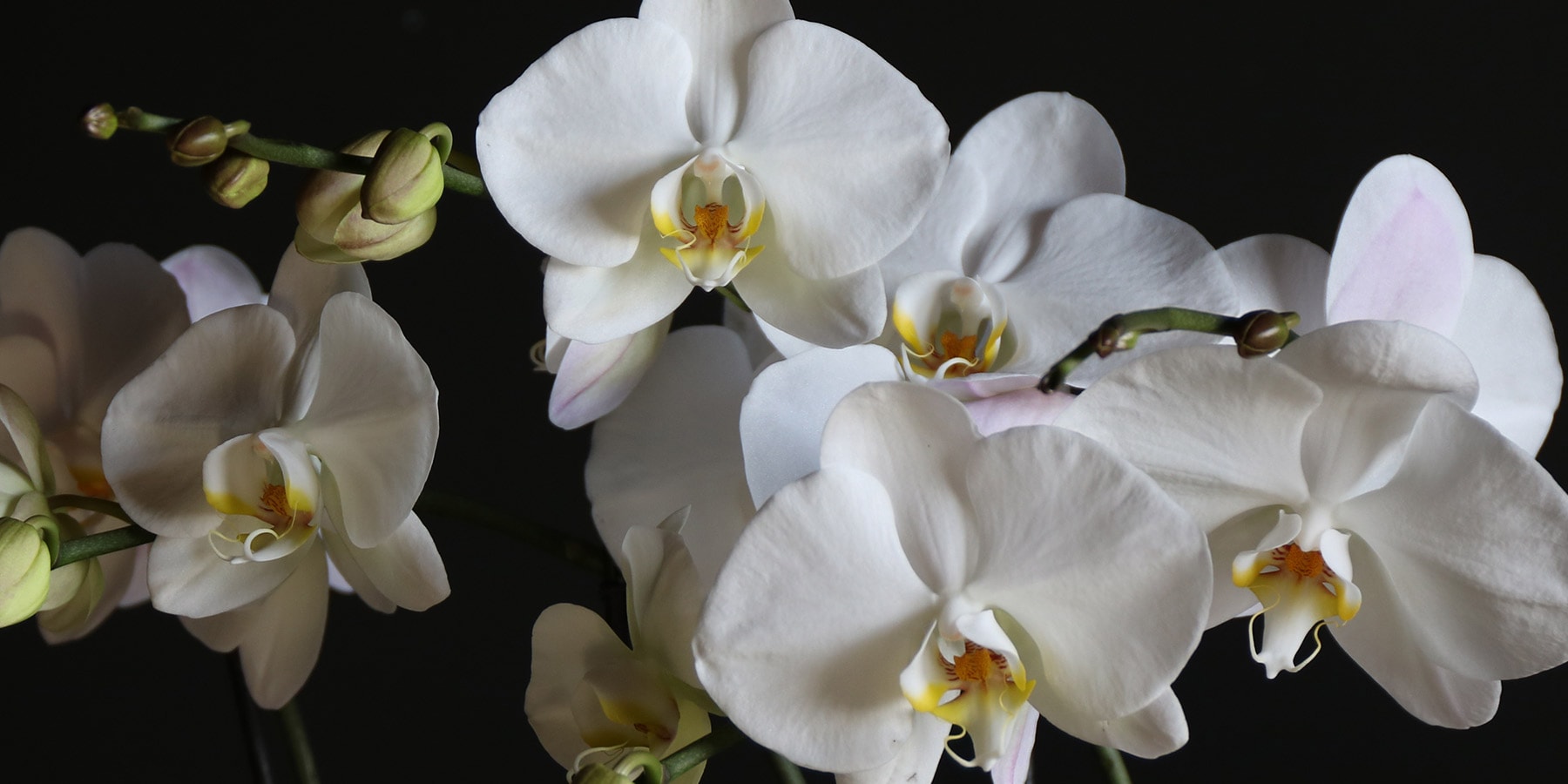 Boston & New York Florist Same Day Flower Delivery Winston Flowers