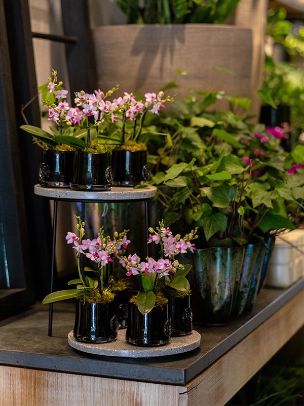 Wellesley, MA Floral Gallery Winston Flowers