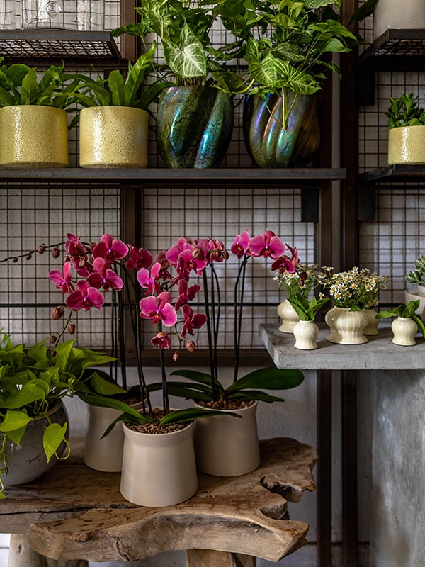 Wellesley, MA Floral Gallery Winston Flowers