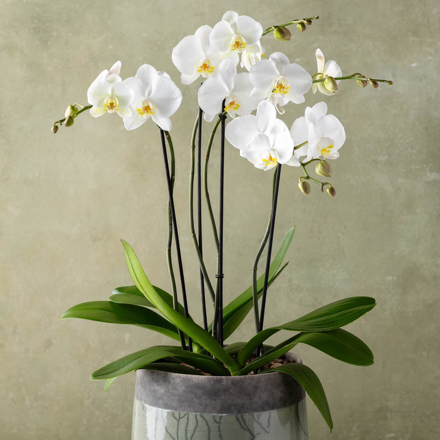 洋楽 ORCHIDS What Will We Do Next 7inch Luxe Orchid Garden in Raku in Boston MA - Winston Flowers