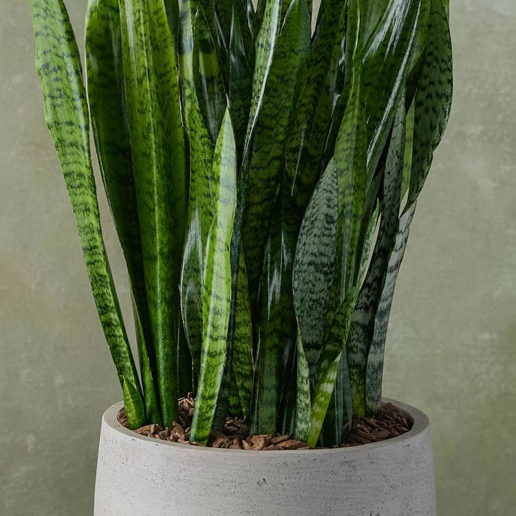 Indoor Sansevieria Plant in Orb Pot in Boston MA - Winston Flowers