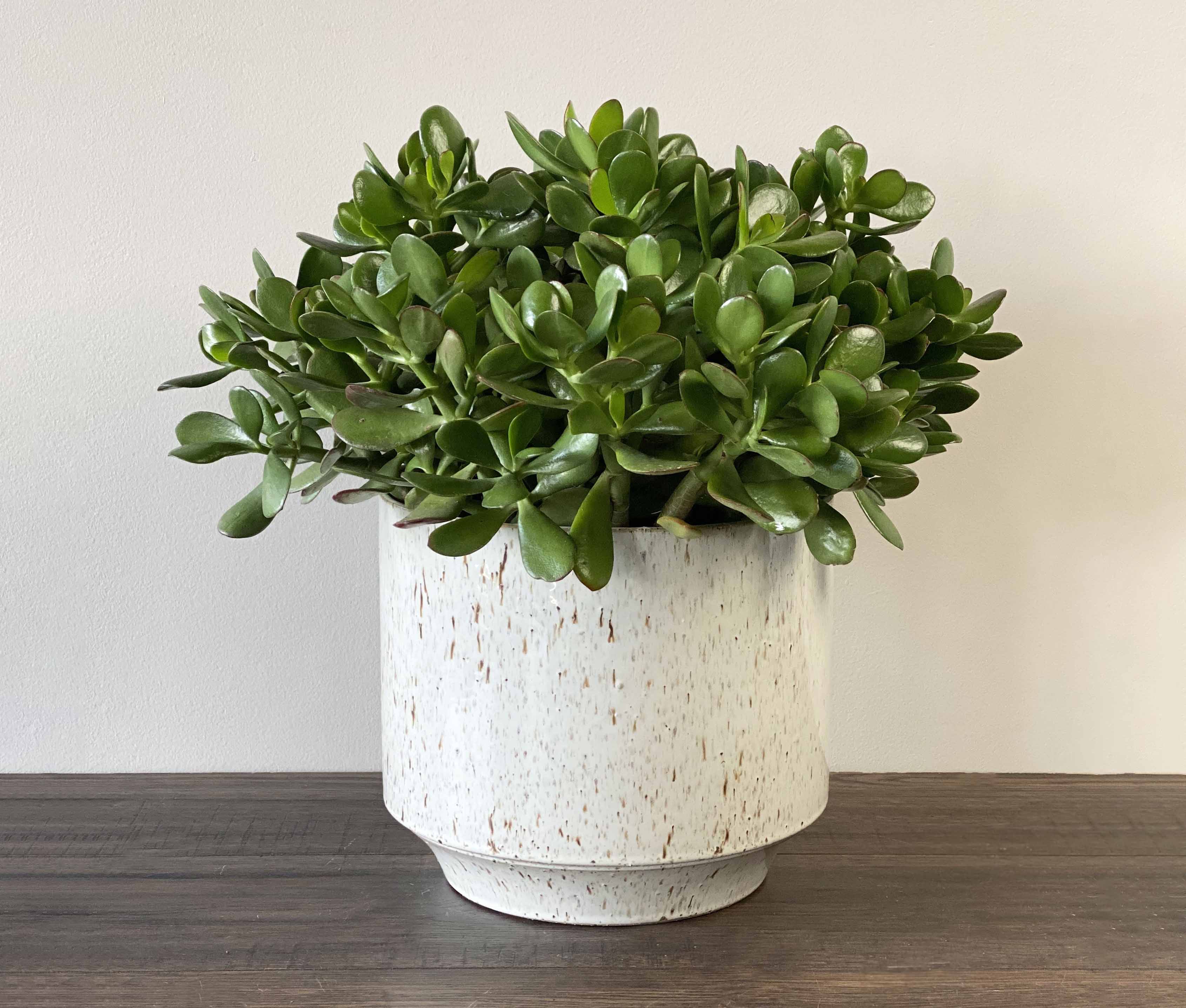 D&M Depot Java Pot in Boston MA - Winston Flowers