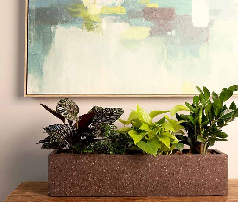 prayer plant name Buy 'Prayer Plant  Maranta leuconeura' Care and Growing Guide
