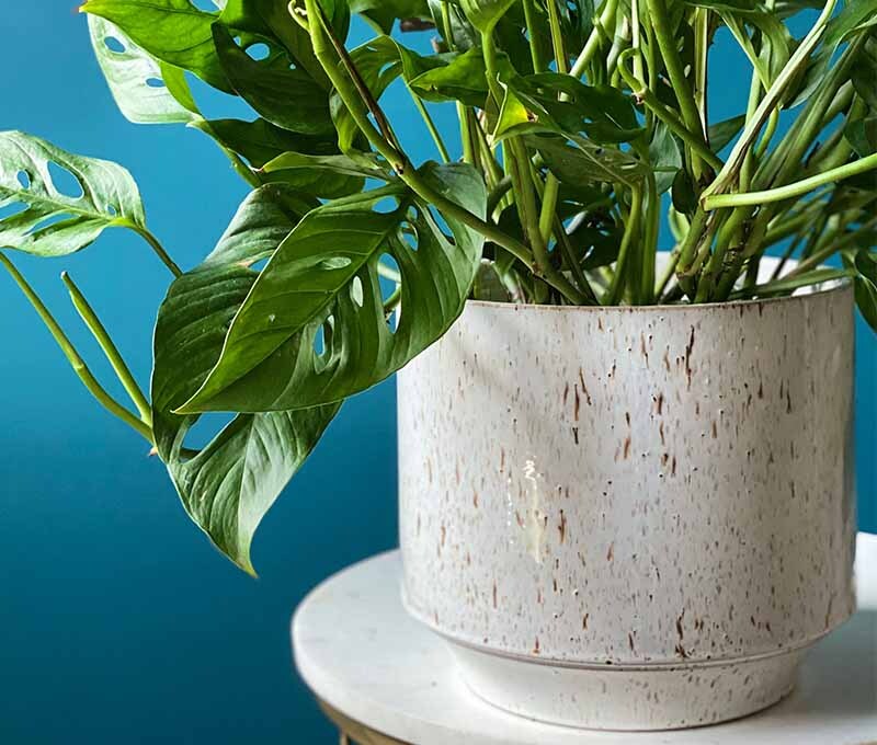 D&M Depot Java Pot in Boston MA - Winston Flowers