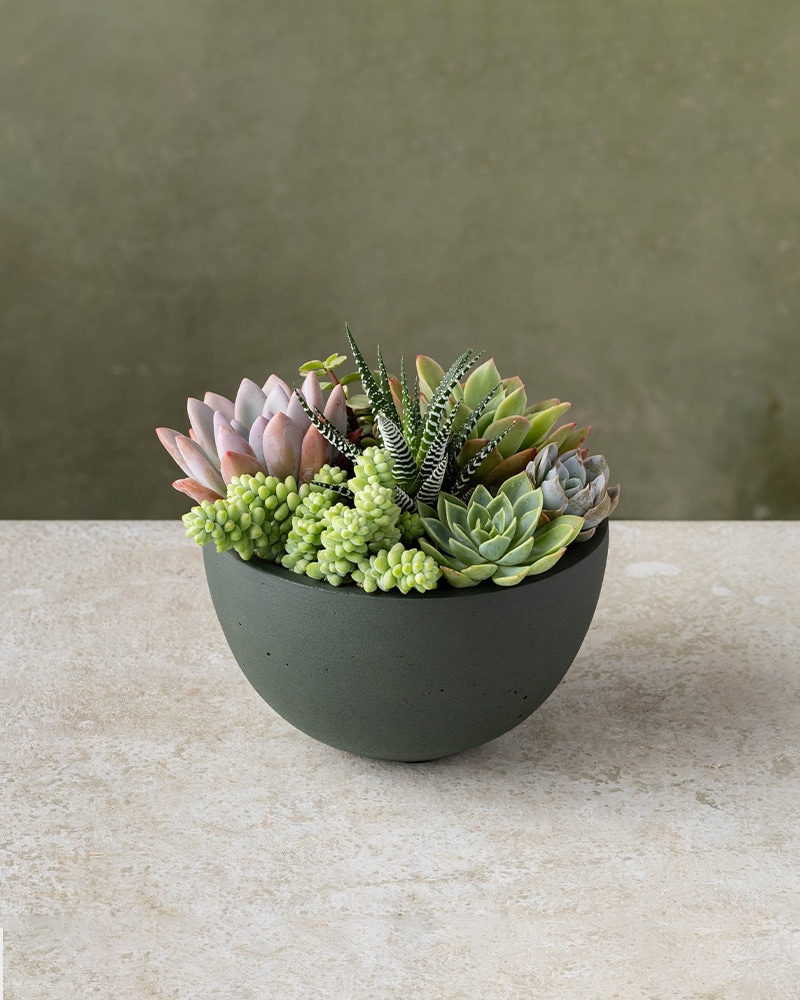 Succulent Serenity Garden Plant