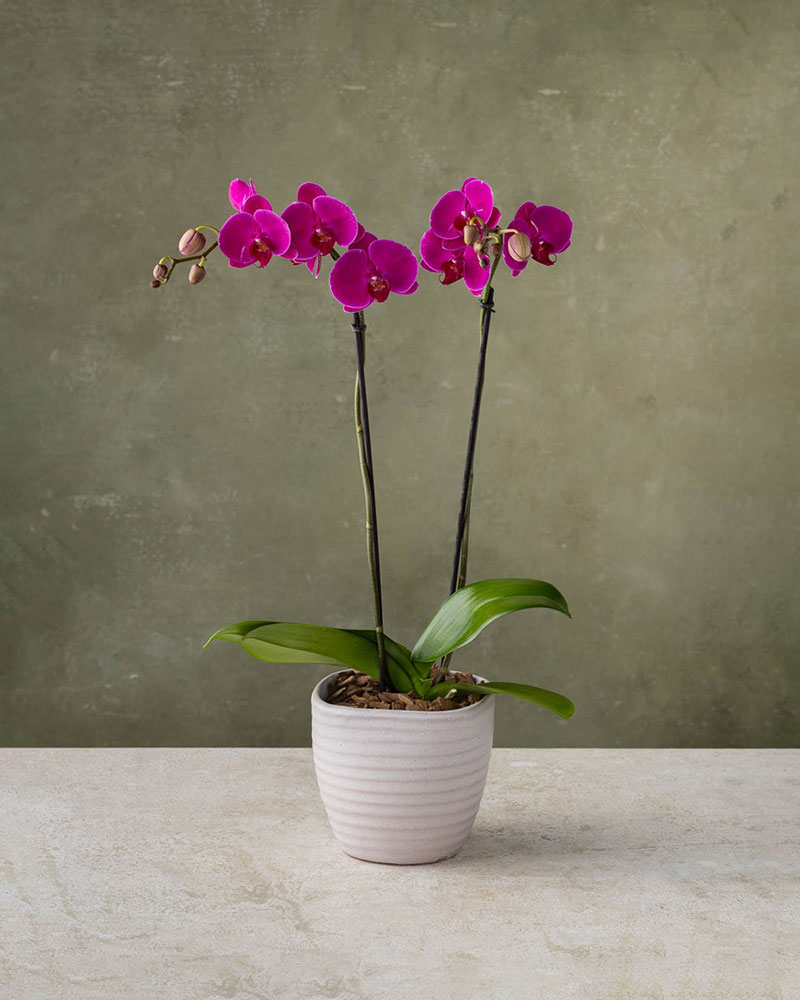 Orchid Grace in Boston MA Winston Flowers