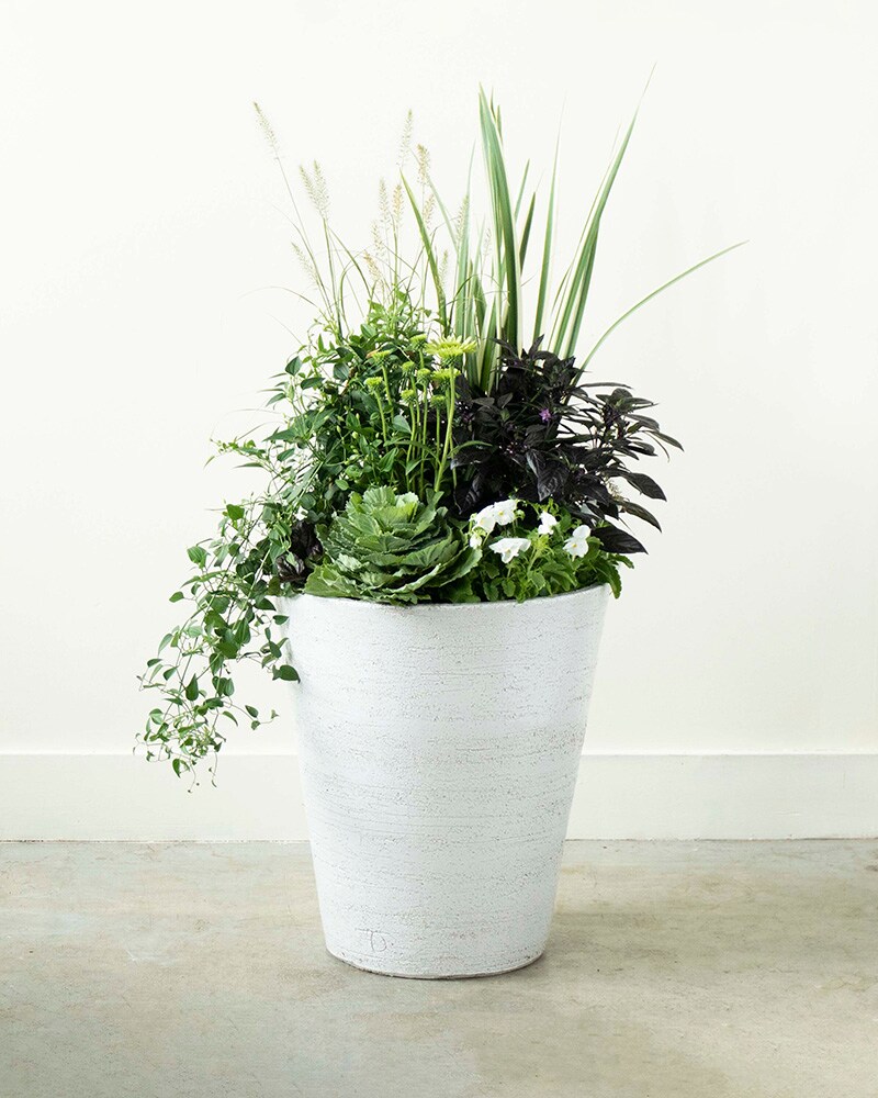 Outdoor Autumn Planter in White Plant