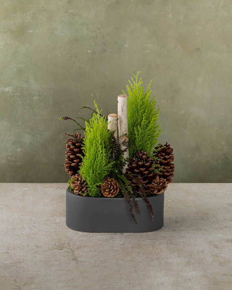 Petite Winter Garden Plant