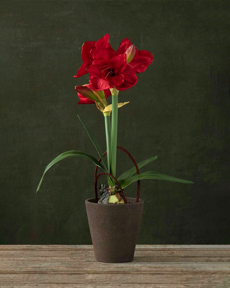 Red Amaryllis Plant Plant