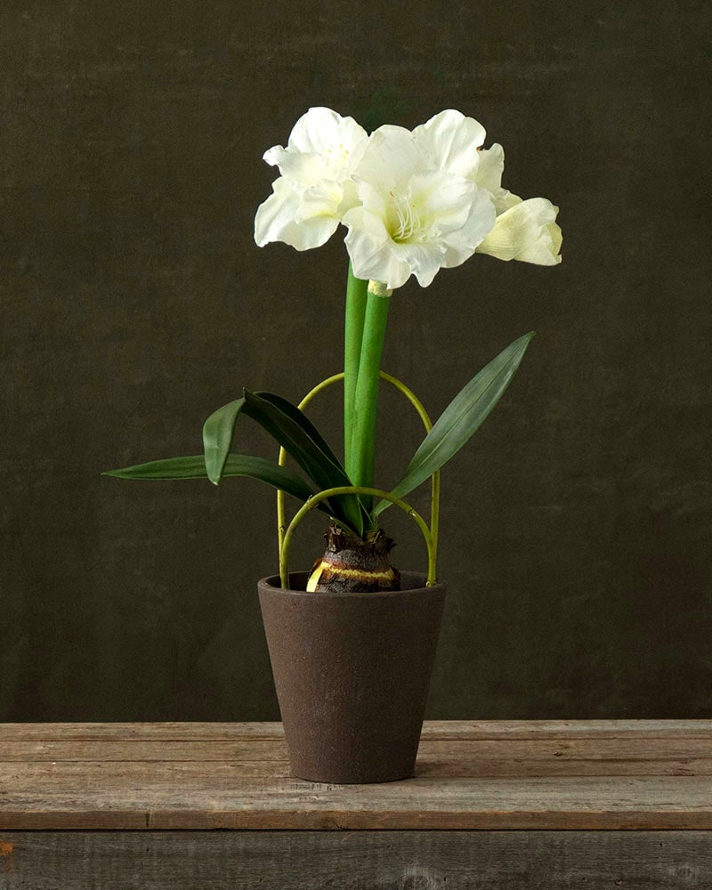 White Amaryllis Plant Plant