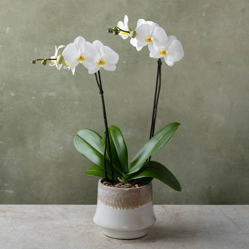 Plant Delivery Gifts | Winston Flowers