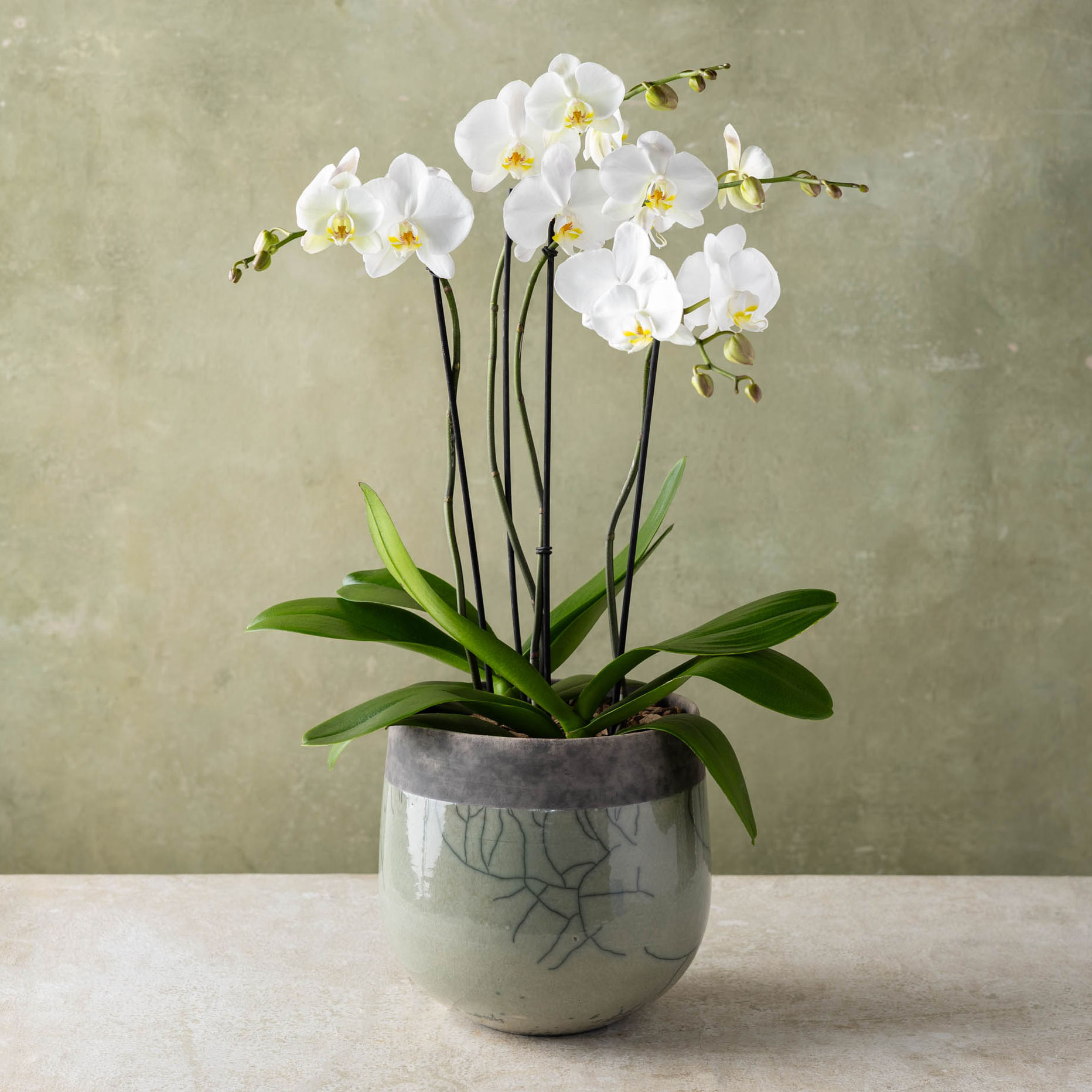 Plant Delivery Gifts | Winston Flowers
