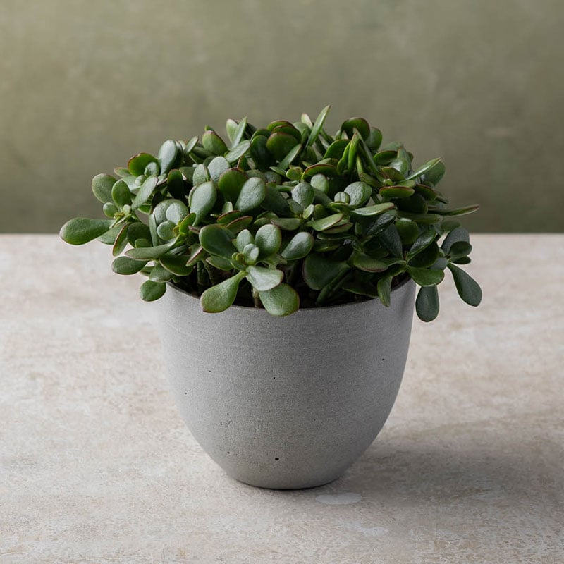 Plant Delivery Gifts | Winston Flowers
