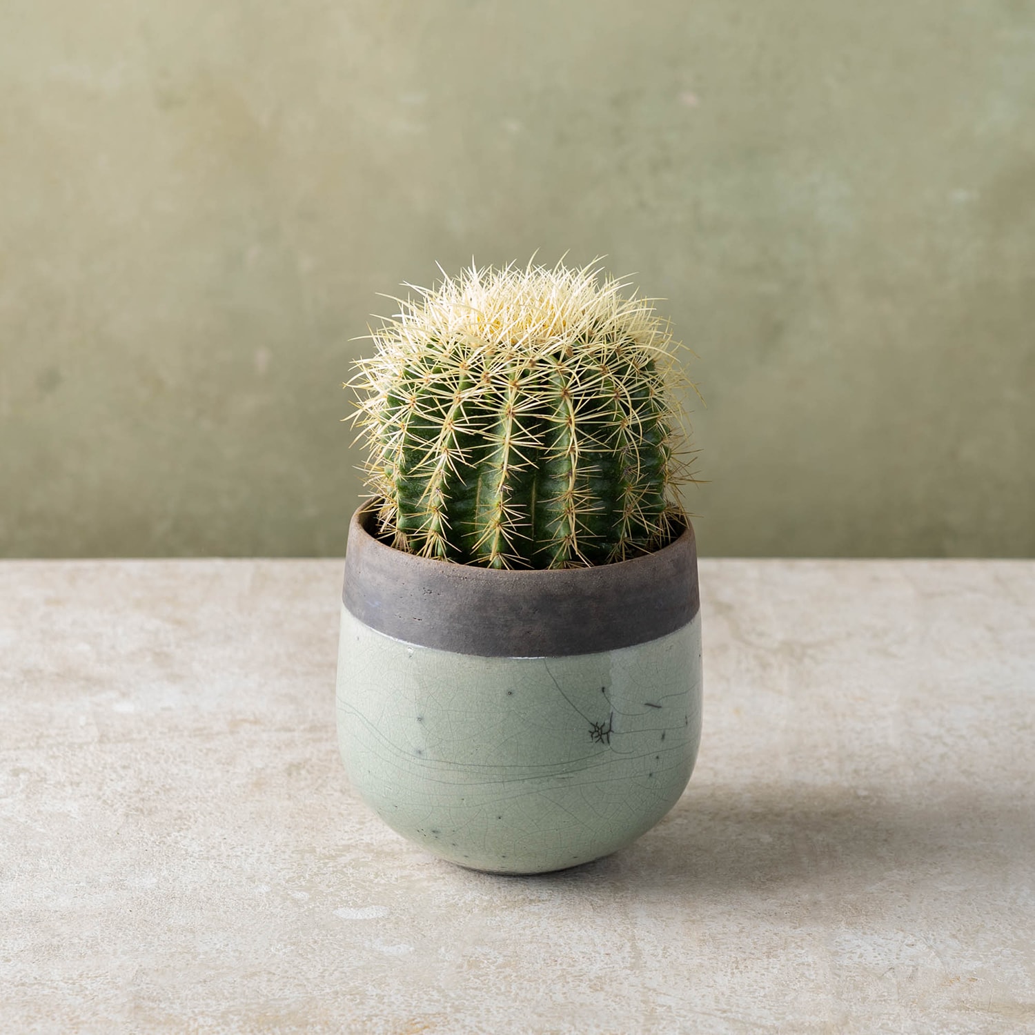 Plant Delivery Gifts | Winston Flowers