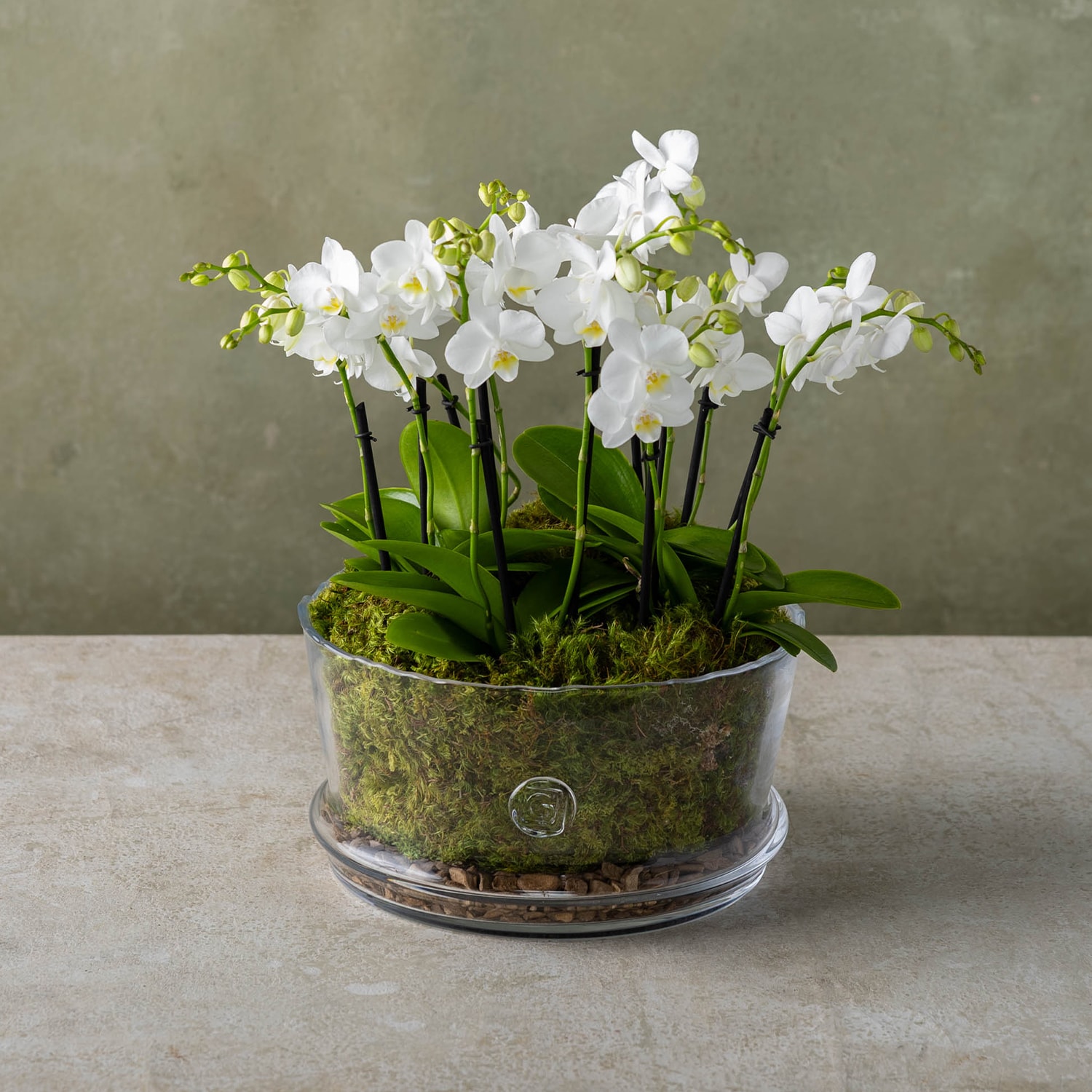 Plant Delivery Gifts | Winston Flowers