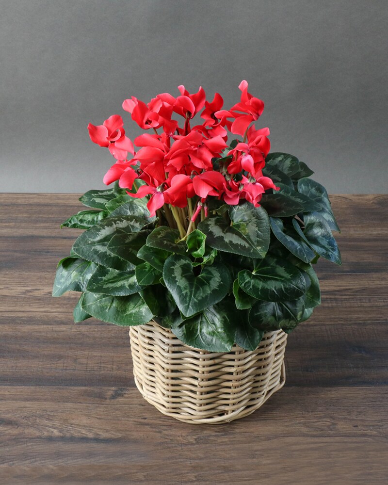 Cyclamen In Wicker Basket