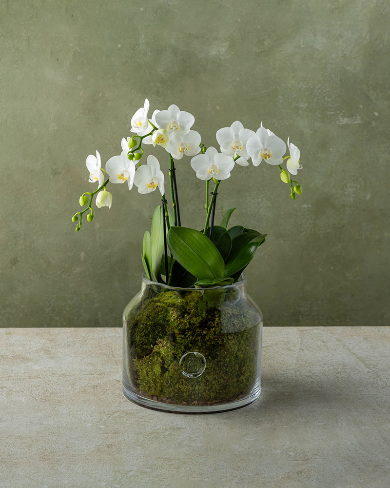 Mini Orchids Gommaire Glass
