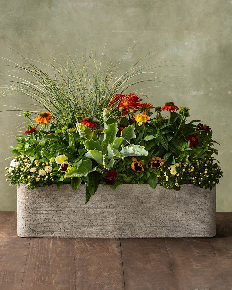 Outdoor Container Garden Plant