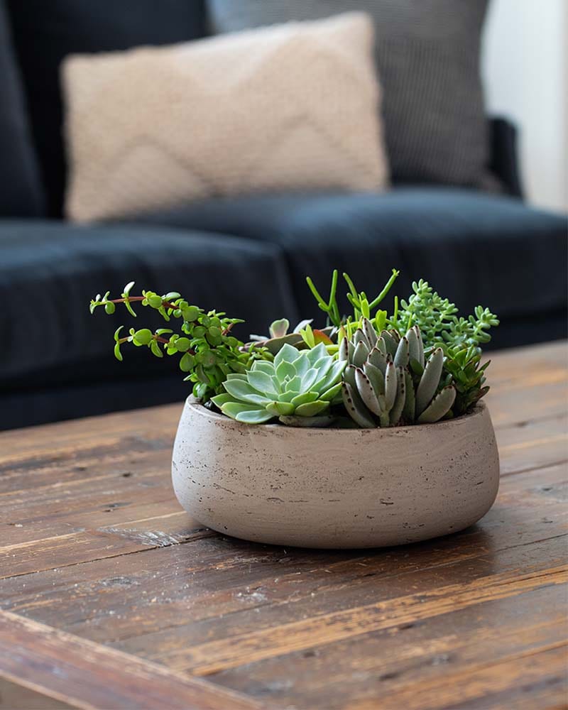 Monthly Succulent Garden Plant