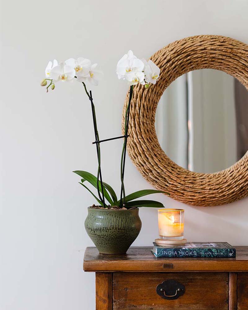 Monthly Orchid Plant Plant