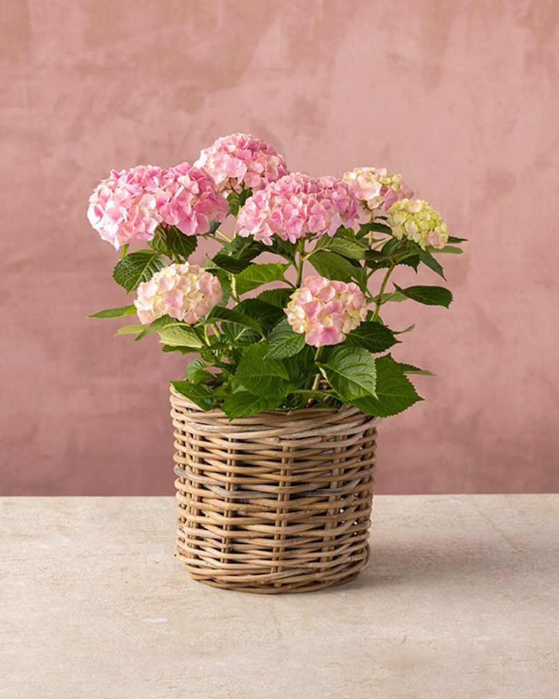 kalanchoe plant succulent Kalanchoe