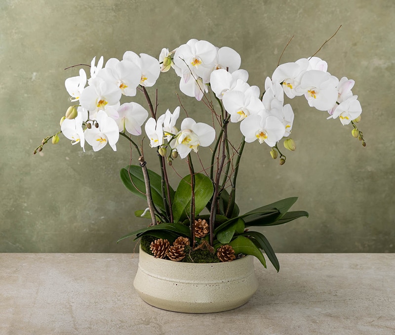 orchids73様 Deluxe Orchid Forest in Boston MA - Winston Flowers