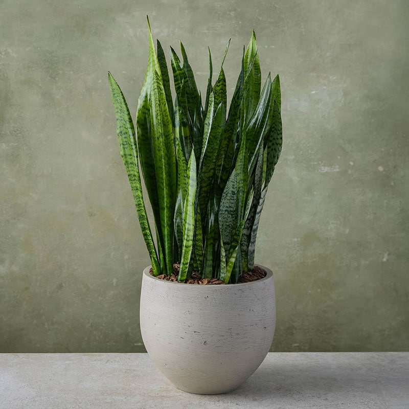 echeveria succulent plant Black Prince Echeveria main image 0