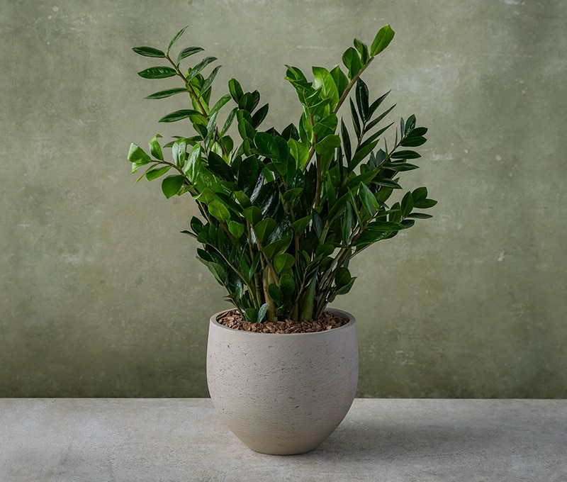 Indoor ZZ Plant in Orb Pot in Boston MA - Winston Flowers