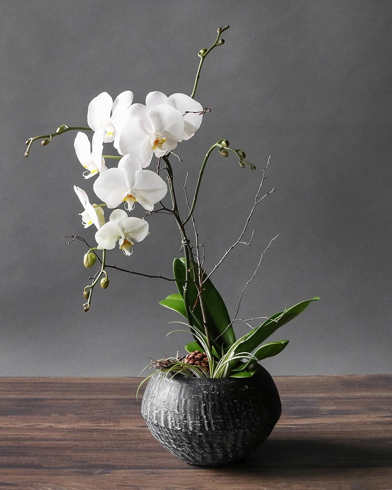 Winter Phaleonopsis Orchids Arrangement
