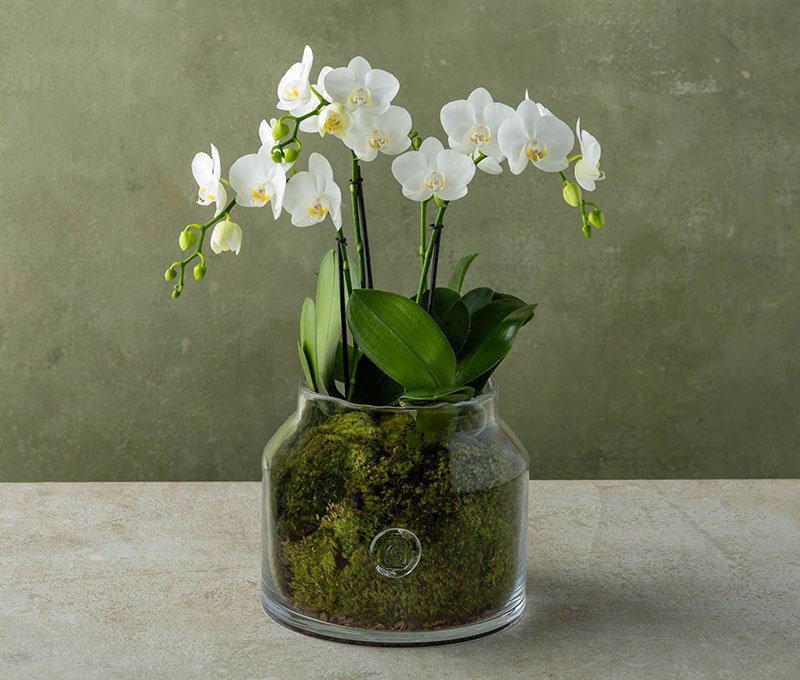 Mini Orchids Gommaire Glass in Boston MA - Winston Flowers