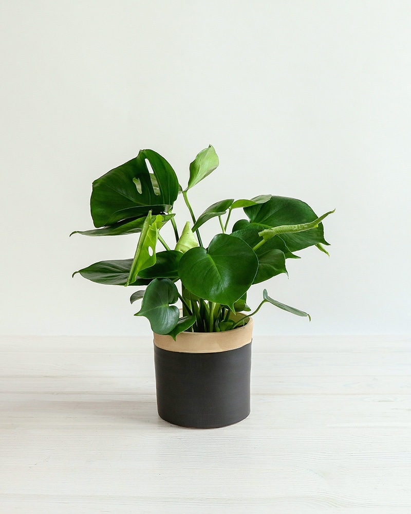 philodendron dean mcdowell Philodendron Dean McDowell – Greenroom Planter