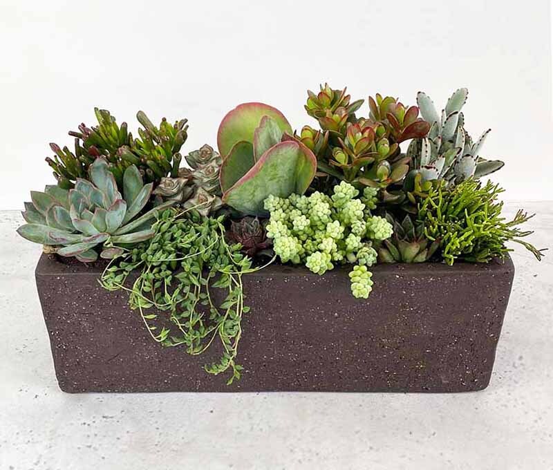 Deluxe Succulent Trough