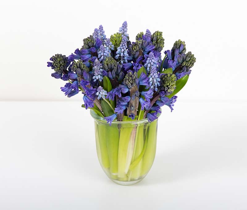 Image of Oregon grape flower in a vase