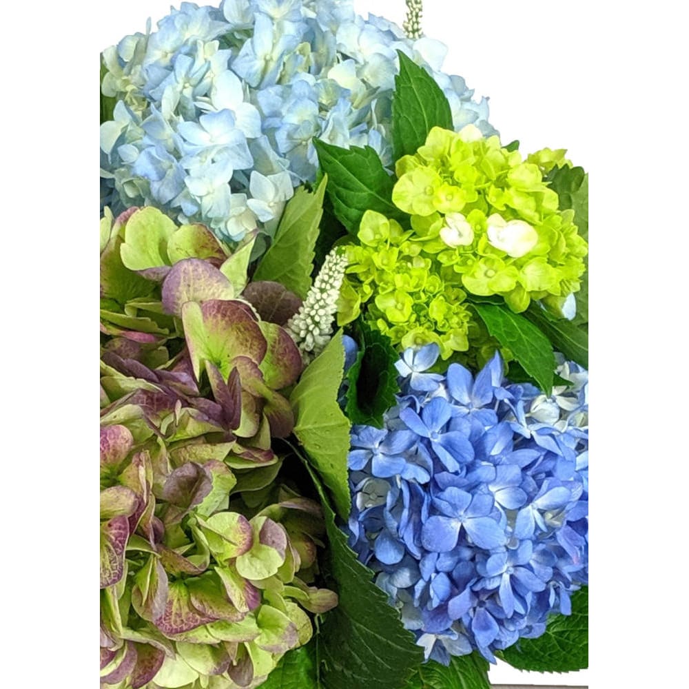 Seasons Hydrangea Harvest in Walpole MA - Flowers & More